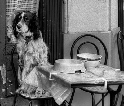dog_cafe_400x344